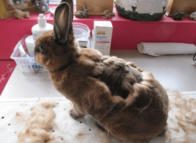 la muta del coniglio